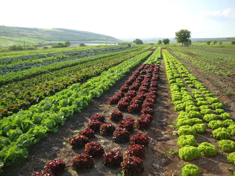 Afacerile verzi – viitorul economiei locale