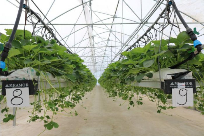 O seră pentru căpșuni din Ungheni arată performanțe de cca 100%