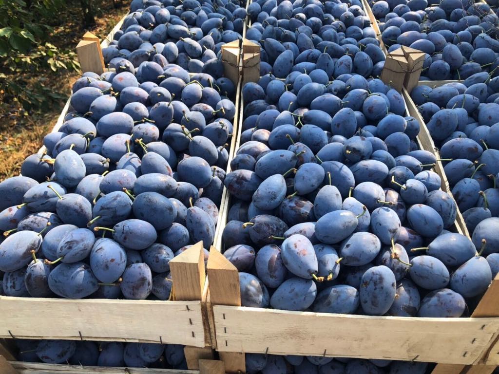 Marea Britanie susţine dezvoltarea exportului de pe ambele maluri ale Nistrului