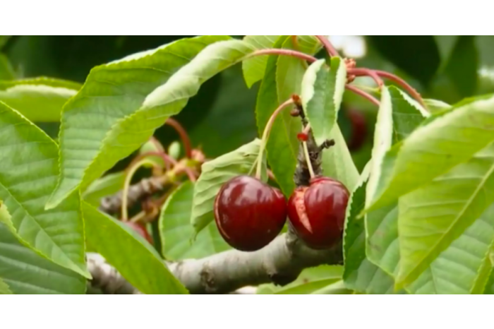 Ploile au compromis o parte din roada din autonomia găgăuză