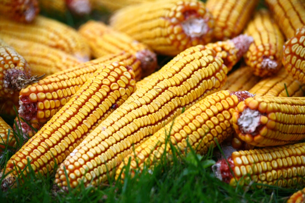 Republica Moldova va alinia legislația privind microorganismele modificate genetic la standardele UE