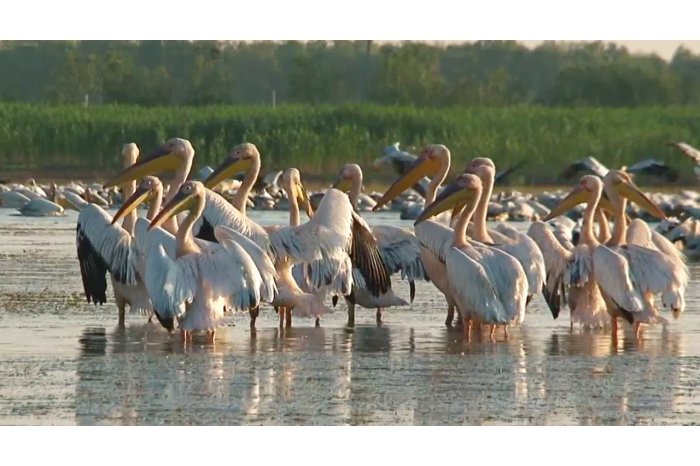 Au fost evaluate progresele unui proiect privind Rezervația Biosferei ”Prutul de Jos”