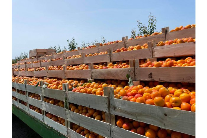În raionul Criuleni a fost organizată Expoziția „Ziua Fructelor”