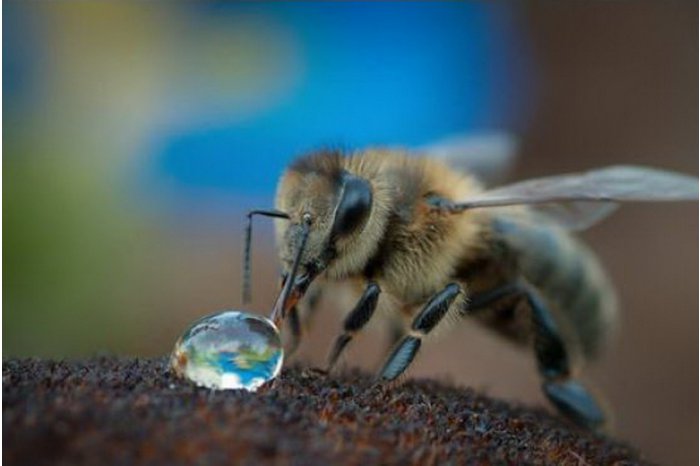 Apicultorii din UTA Gagauz-Yeri au inventat un sistem inedit pentru adăparea albinelor