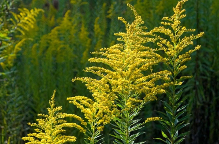 Noi măsuri pentru limitarea răspândirii ambroziei pe teritoriul țării