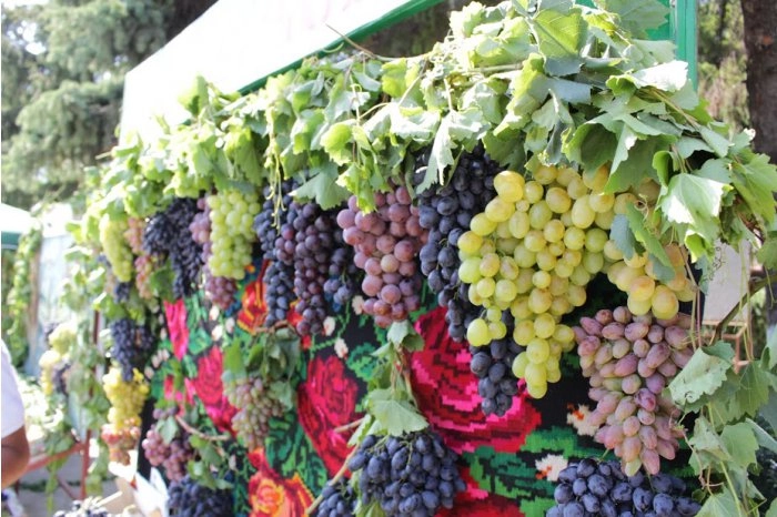 Raionul Cimişlia va găzdui în septembrie Festivalul Național al Strugurelui