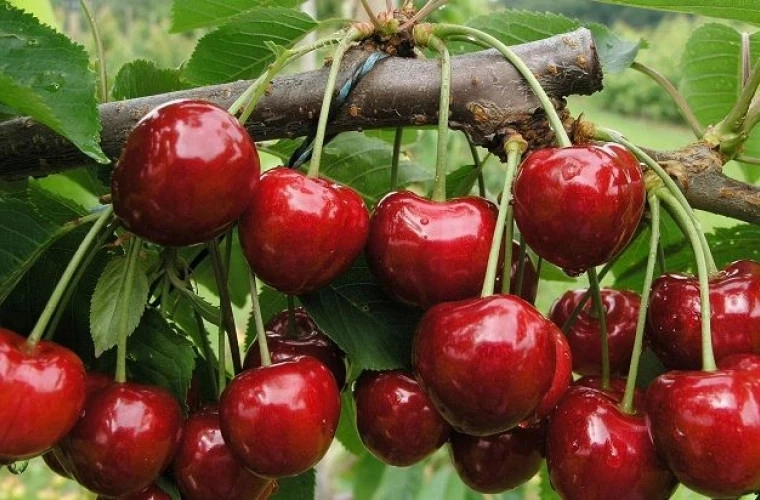 Un producător din Drochia a implementat tehnologii moderne şi a accesat mai multe pieţe externe