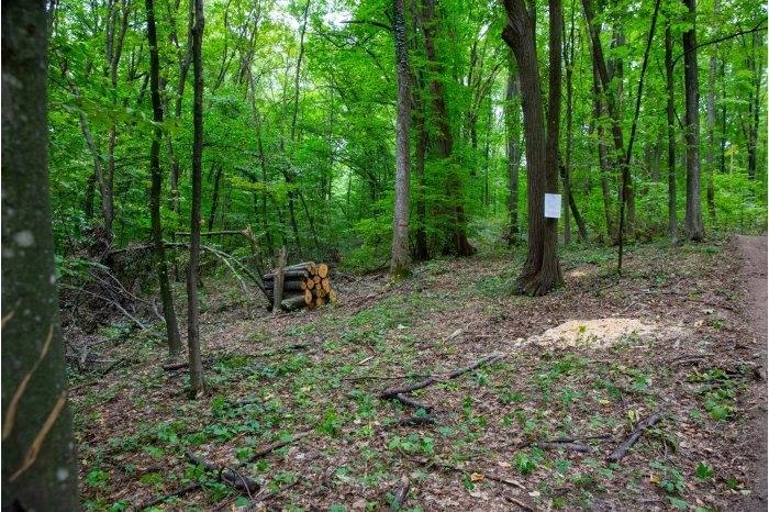 Prim-ministrul Natalia Gavrilița s-a informat despre procesul de repartizare a lemnelor în raionul Călărași