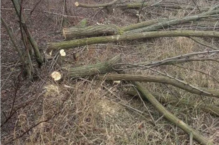În UTA Gagauz-Yeri a crescut numărul de tăieri ilicite de pădure