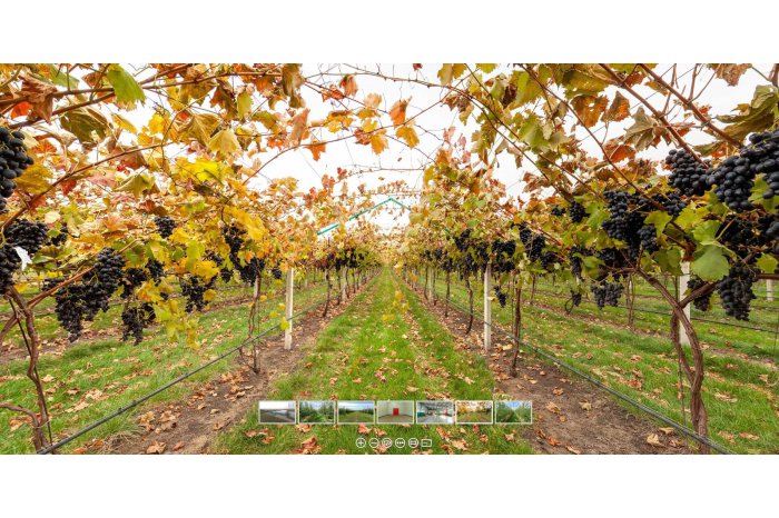 Producători din stânga Nistrului îşi promovează marfa prin tururi virtuale