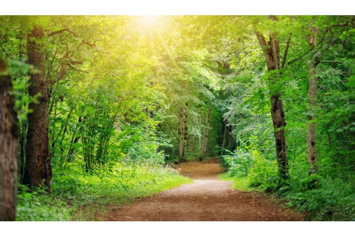 Guvernul a aprobat Programul național de extindere și reabilitare a pădurilor 2023 - 2032