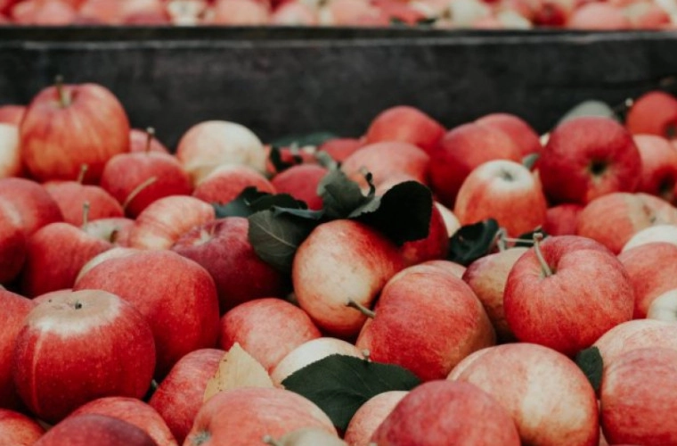 Republica Moldova va livra în India un lot de probă de 100 de tone de mere