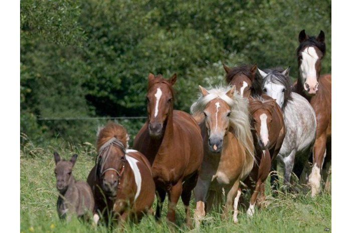 La Cimișlia se planifică înființarea unui complex ecvestru pentru Regiunea de Sud