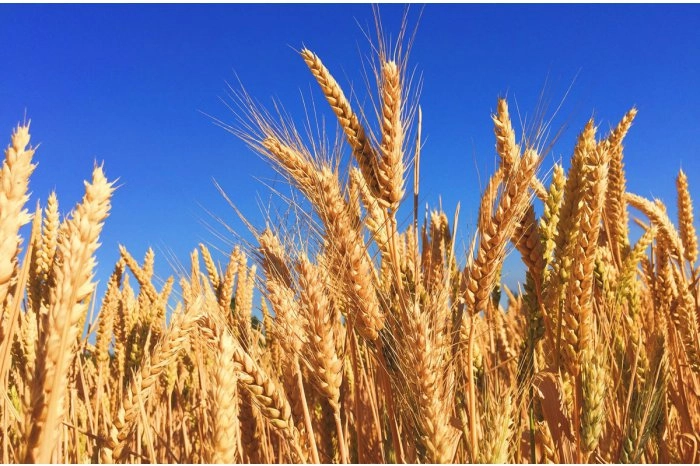 China vrea să importe grâu din întreaga lume după ce ploile abundente i-au afectat recolta