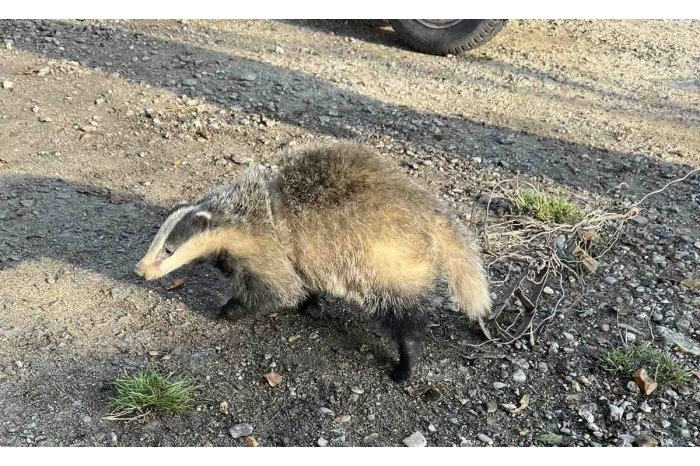 La Sângerei a fost salvat un bursuc capturat ilegal