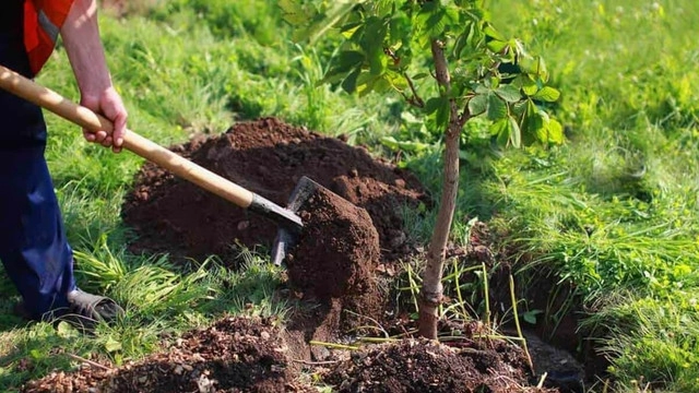 Președintele Maia Sandu a discutat cu silvicultorii despre avansarea Programului naţional de împădurire