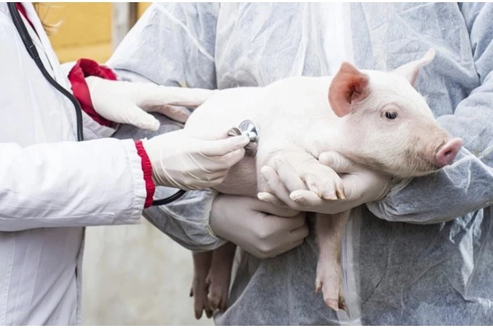 Un caz de pestă porcină a fost depistat în satul Zârnești, raionul Cahul
