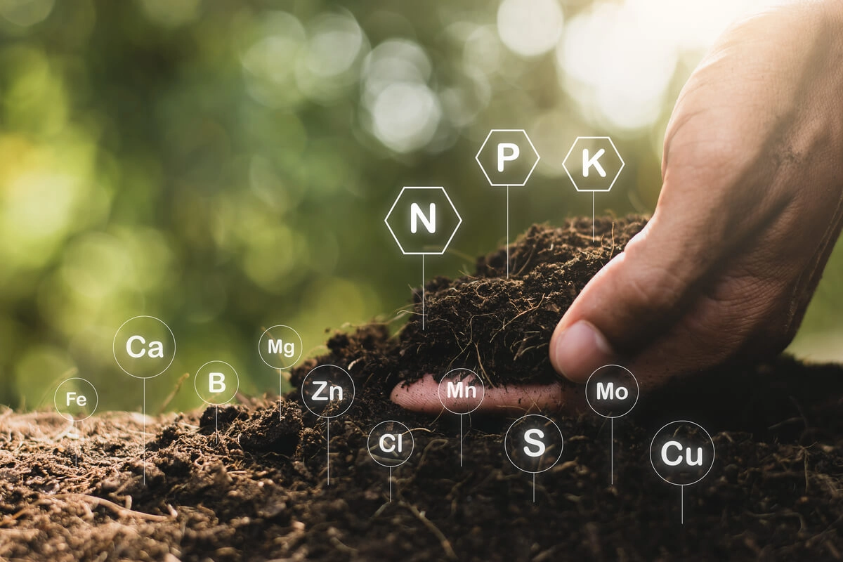 Solul sănătos, cheia supraviețuirii climatice: un raport global avertizează guvernele asupra vitalității solurilor