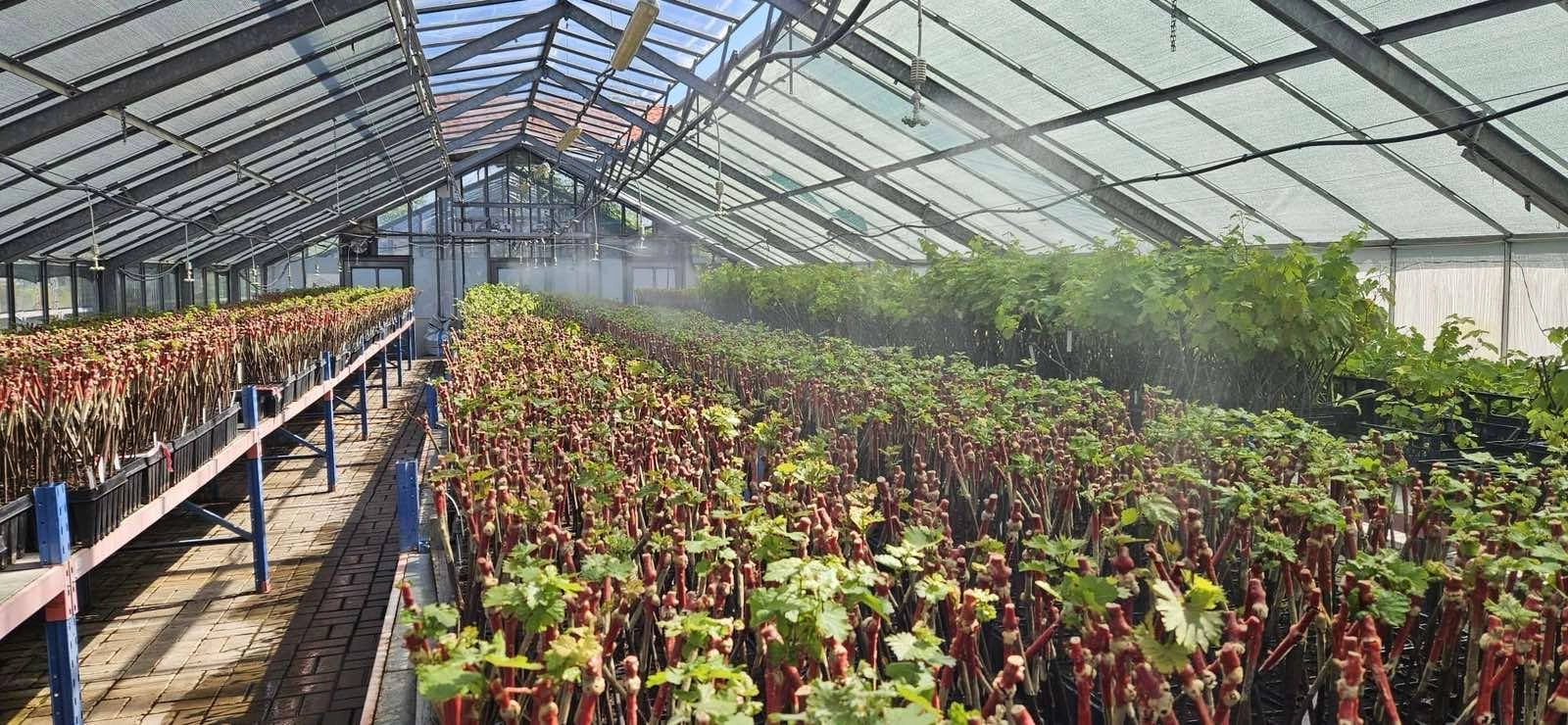 Republica Moldova va introduce „Pașaportul soiului” ca document de proveniență a materialului săditor viticol