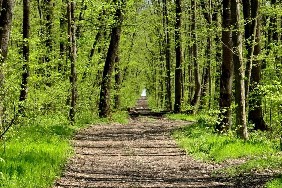 Președinta Maia Sandu invită cetățenii la Festivalul Pădurilor: „Moldova crește frumos atunci când alegem să investim în natură”