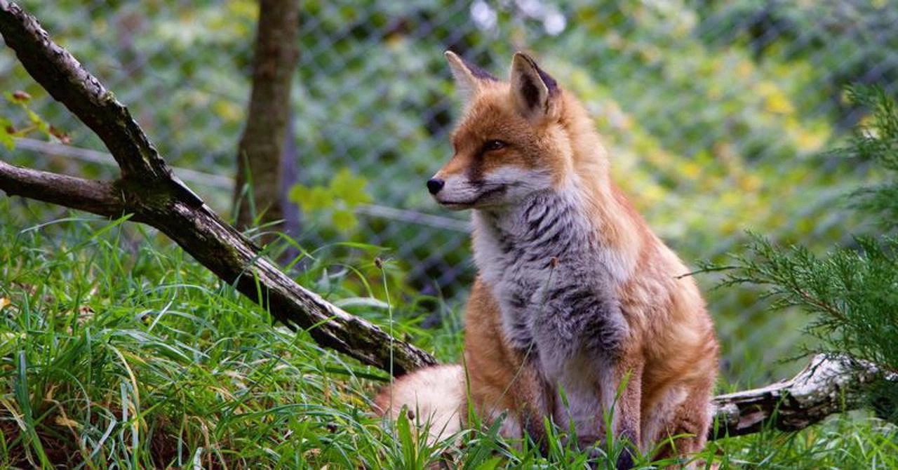 În R. Moldova se desfăşoară Campania de vaccinare antirabică a vulpilor din fauna sălbatică