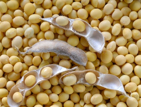 Moldova participă la definirea standardelor internaționale pentru soia nemodificată genetic