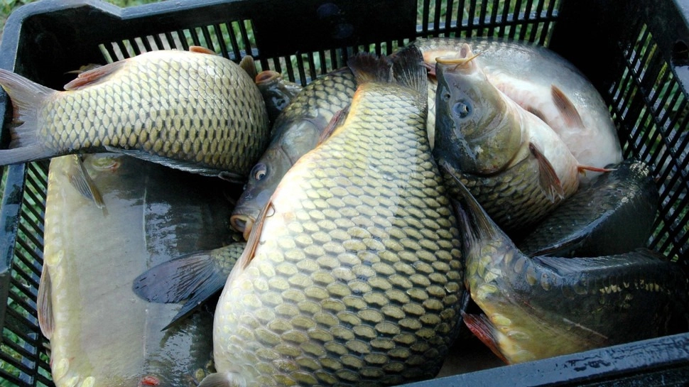 Ghidul consumatorului pentru achiziționarea peștelui: recomandările ANSA pentru evitarea riscurilor de sănătate