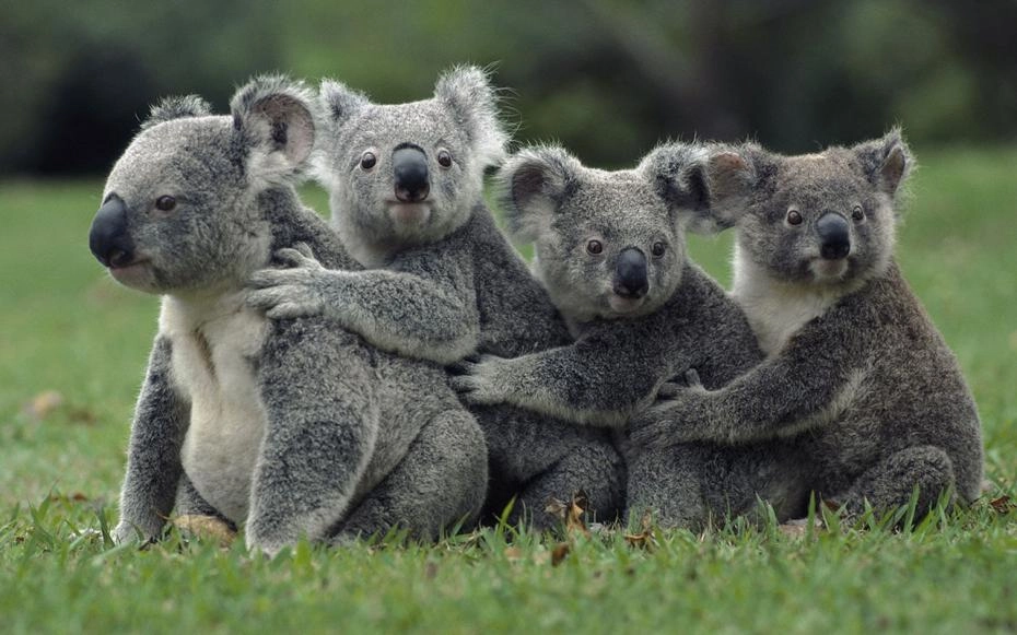 Astăzi este celebrată Ziua mondială a faunei sălbatice