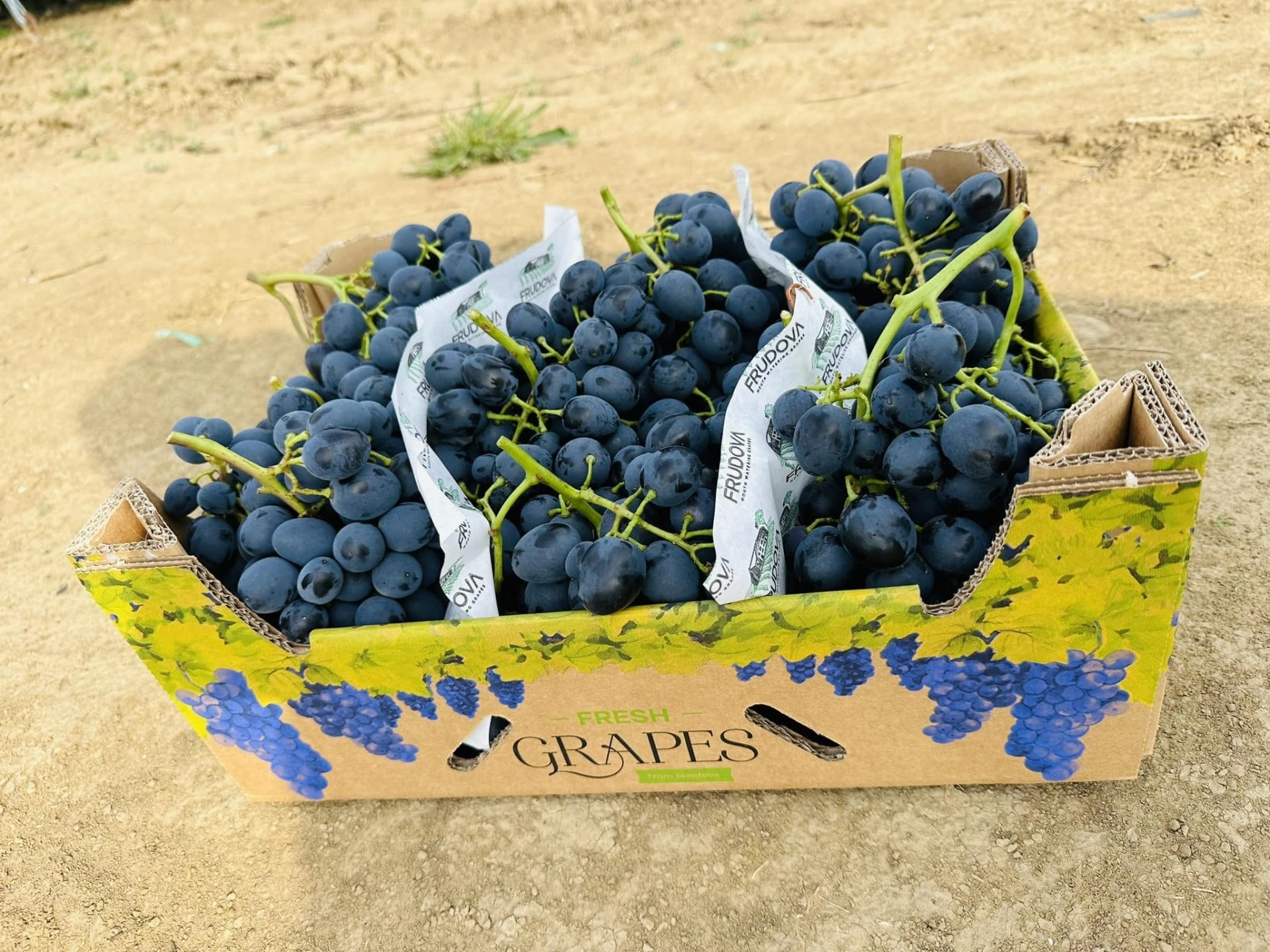 Vladimir și Veaceslav Vedrașco, reveniți din SUA, au inițiat o afacere de producere a strugurilor: „Țările și piețele mici oferă oportunități mari”