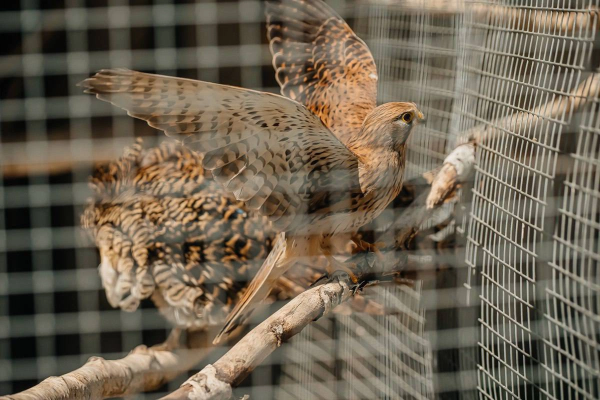 Vizitatorii Grădinii Zoologice pot achiziționa bilete online