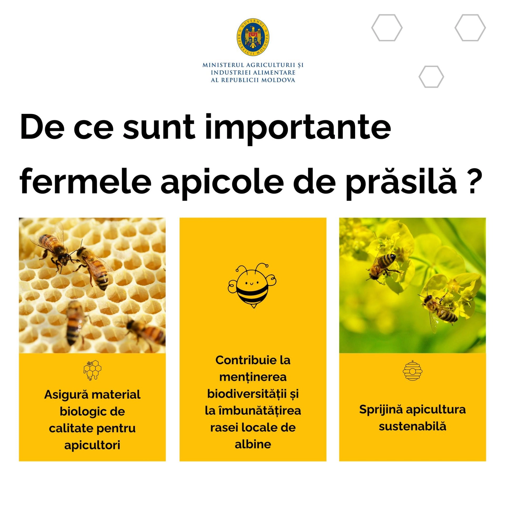 Statul asigură jumătate din cheltuielile apicultorilor care produc regine și roiuri certificate