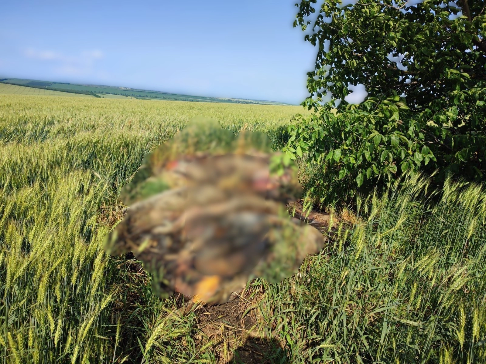 Focar de pestă porcină în nordul ţării: act de iresponsabilitate, ce a cauzat plasarea în carantină a raioanelor Drochia și Râșcani