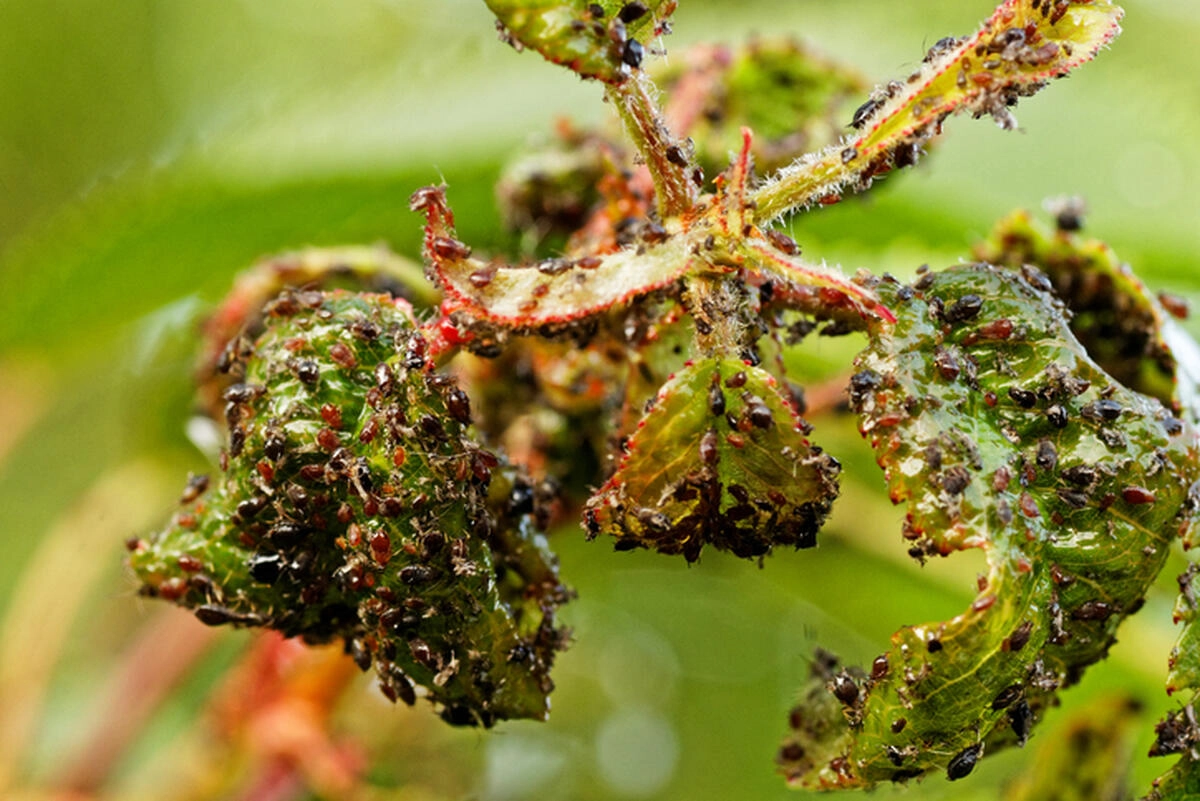 ANSA vine cu recomandări pentru combaterea păduchilor de plante