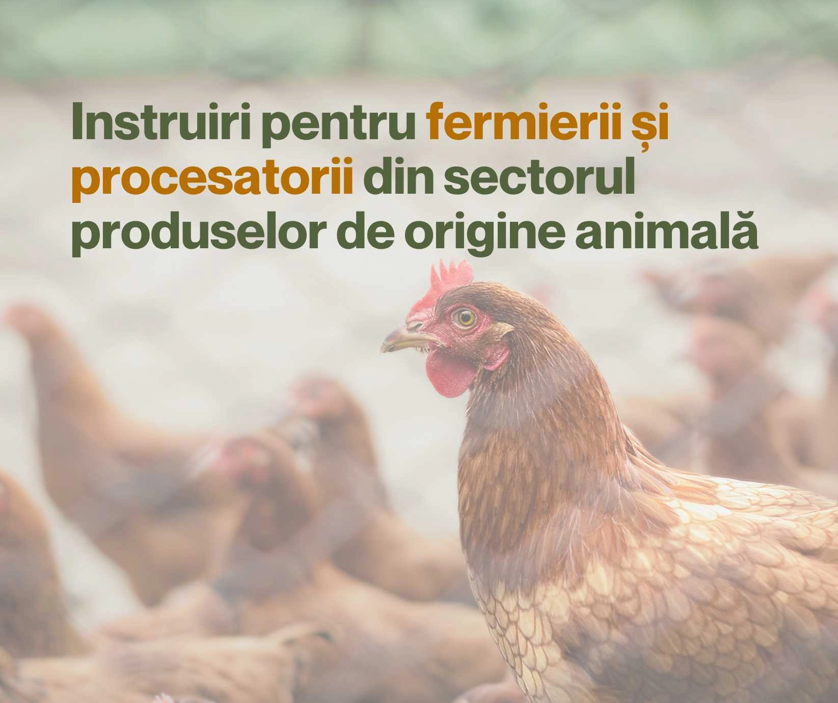 Fermierii și procesatorii din sectorul produselor de origine animală vor beneficia de un nou ciclu de instruiri sprijinite de UE și UNIDO