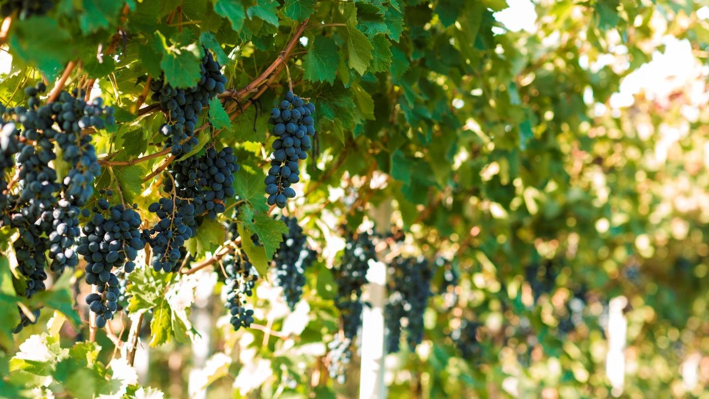 Mai mulţi viticultori din raionul Cahul au creat un cluster, ce le-a permis să sporească exporturile spre piaţa europeană