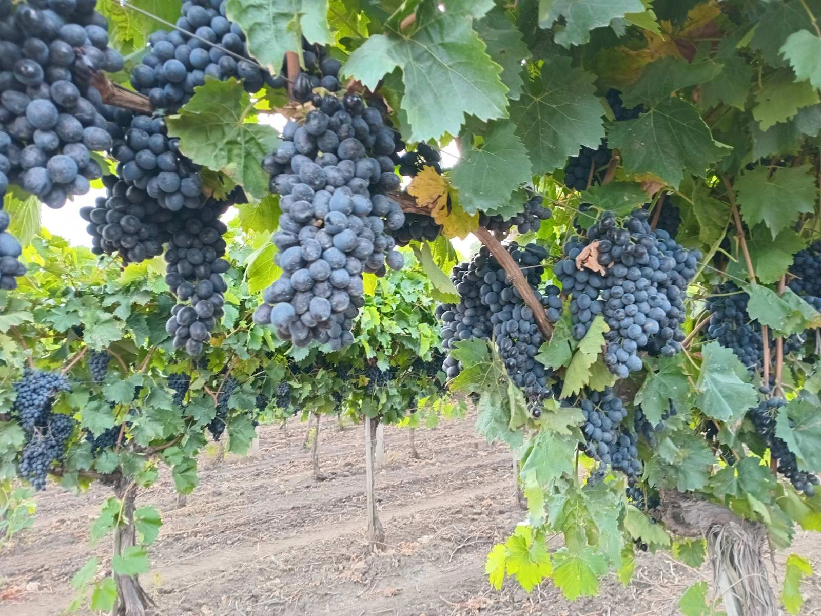 Mai mulţi fermieri din Pelinei, Cahul, obțin sisteme moderne de irigare de la Fondul Internațional pentru Dezvoltarea Agricolă