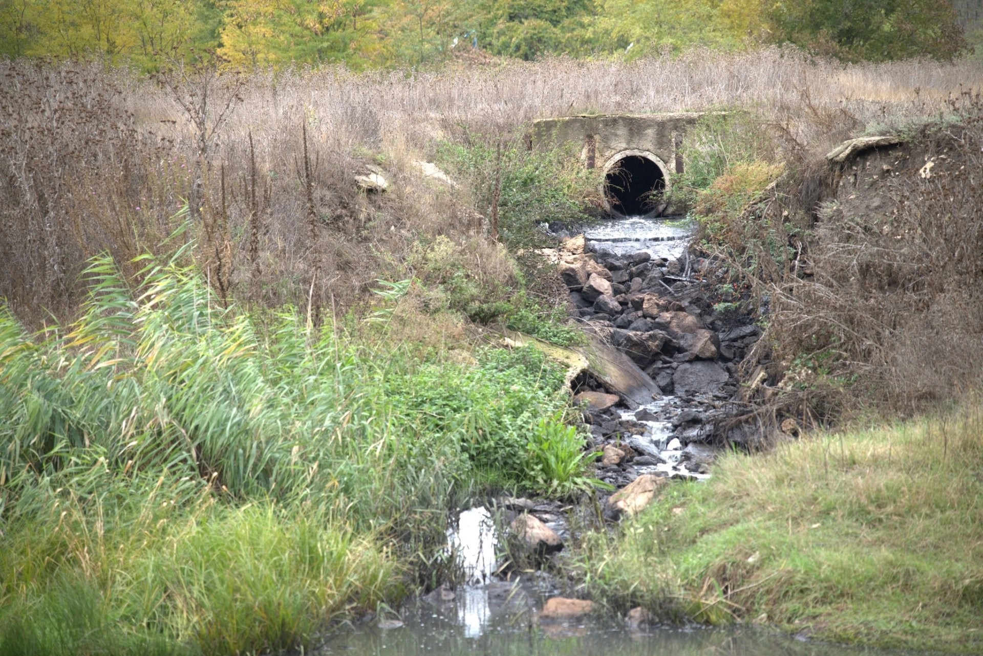 Râul Răut sub alertă ecologică: niveluri record de poluare și pericol sanitar în zona Orheiului Vechi