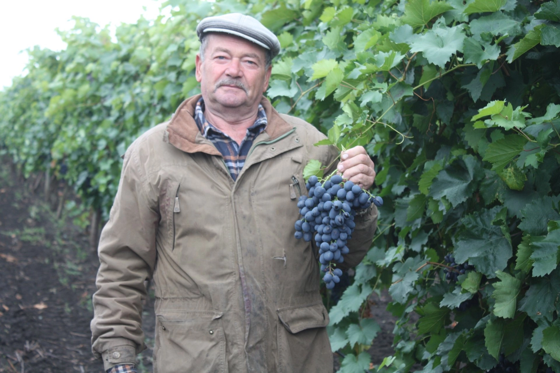 Accesul la apă transformă agricultura. Fermierul Serghei Casian din Bușila: „Irigarea aduce bani, nu vorbe!”