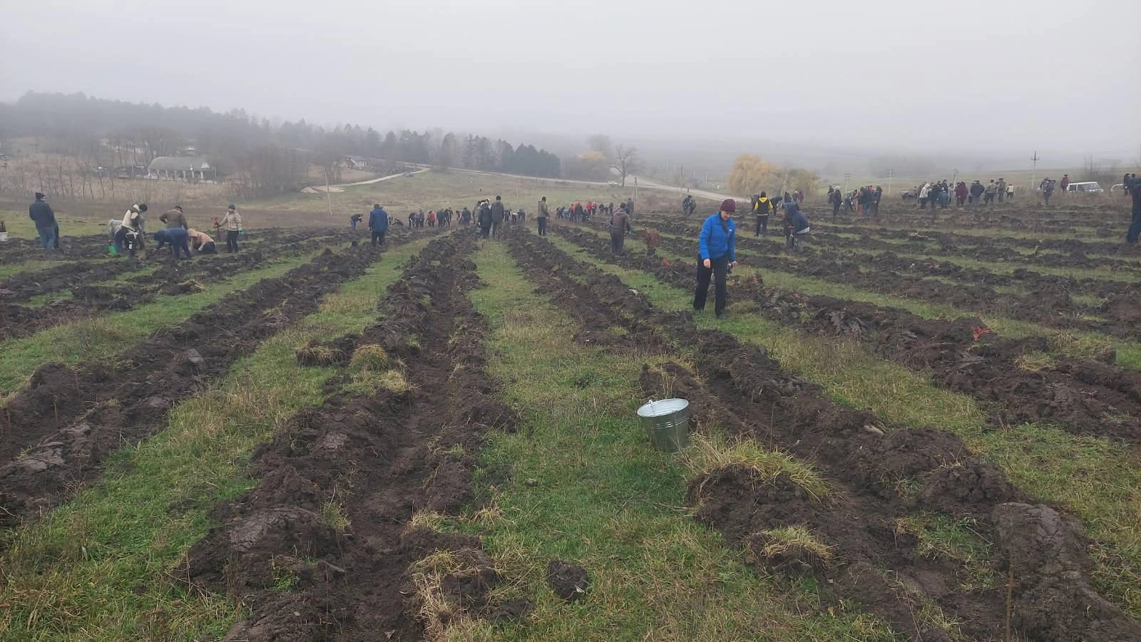 Moldova plantează viitorul: peste 1,2 milioane de puieți într-un singur weekend