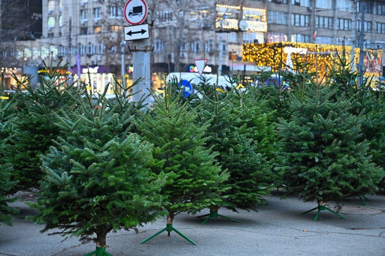 În capitală începe comercializarea pomilor de Crăciun