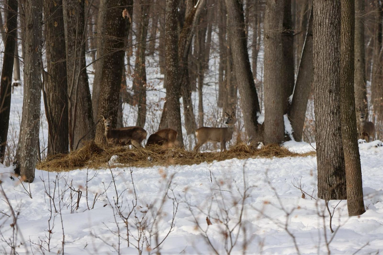 Animalele sălbatice, asigurate cu hrană în perioada rece a anului. Tone de furaje, pregătite de silvicultori