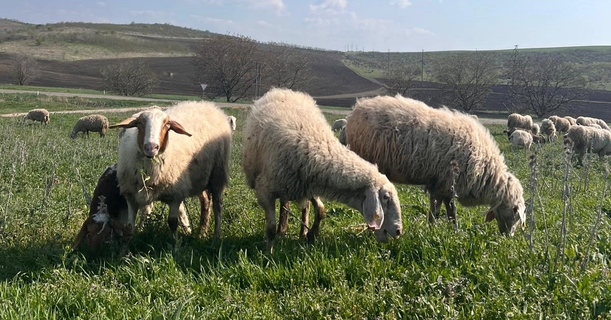 O fermă modernă de ovine se dezvoltă la Bumbăta, Ungheni, cu sprijinul Proiectului AGGRI