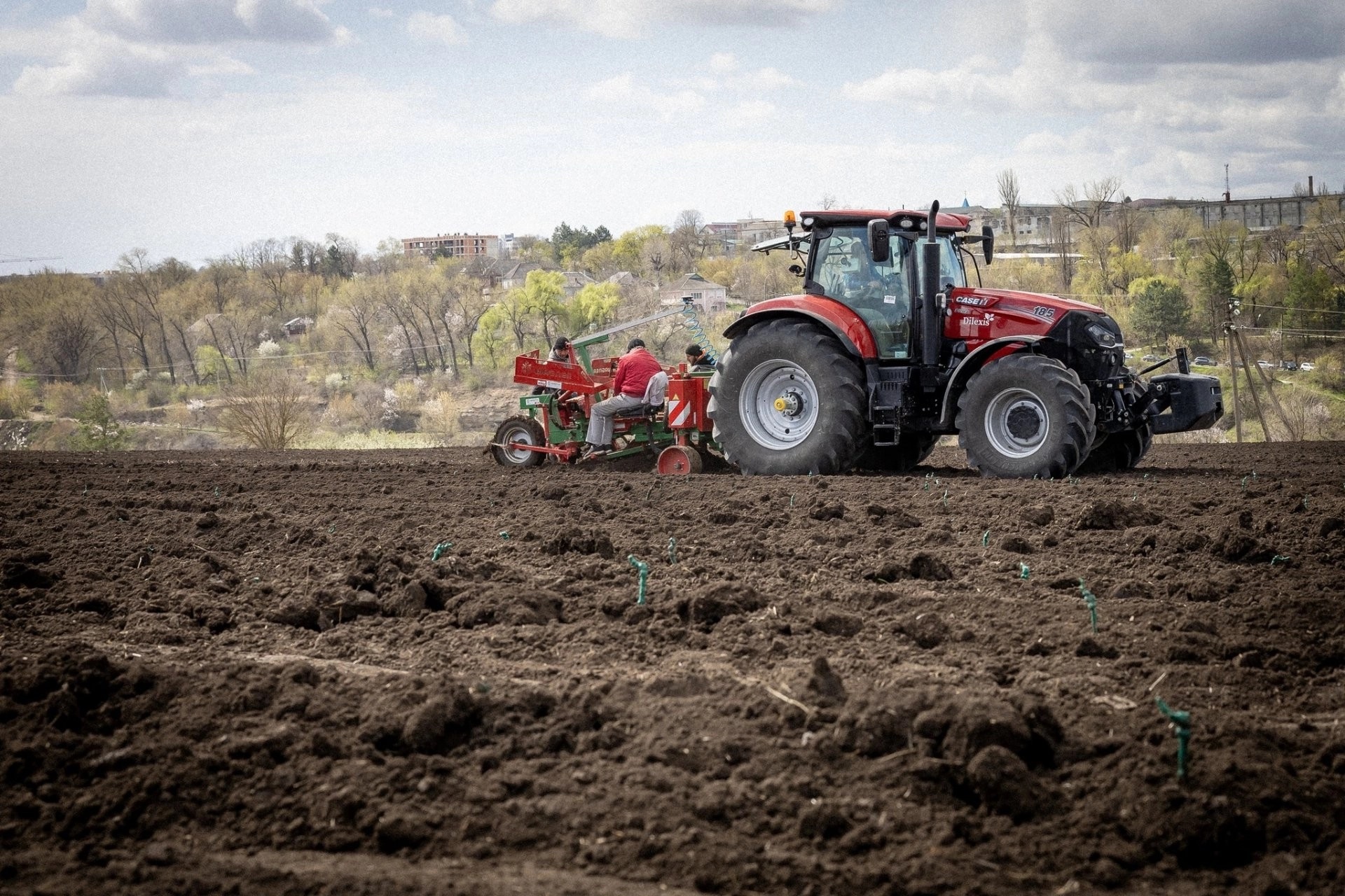 Investiții în dezvoltarea industriei vitivinicole: o vestită companie locală își extinde podgoriile prin plantarea a 50 de hectare de viță-de-vie