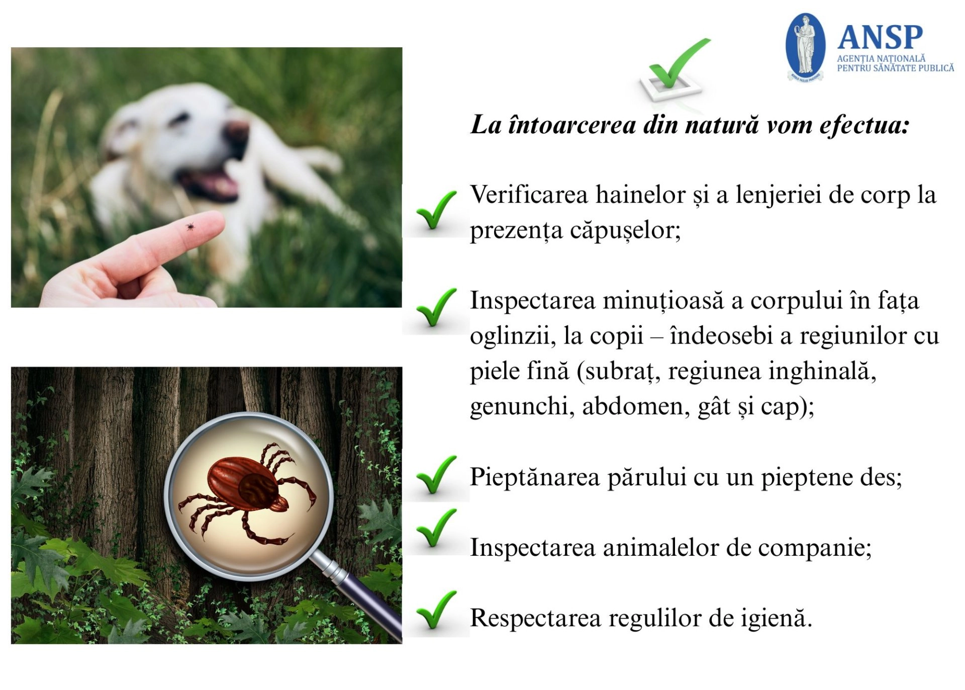 Alertă de sezon: ANSP anunță creșterea riscului de mușcături de căpușe în Republica Moldova