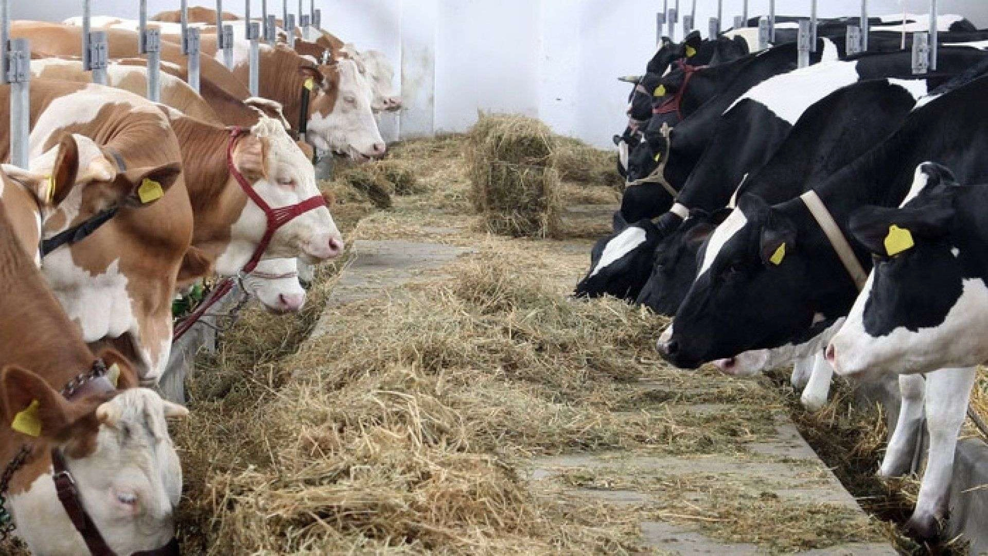 Investiții în sectorul zootehnic: șase ferme vor beneficia de granturi pentru dezvoltarea producției de lapte