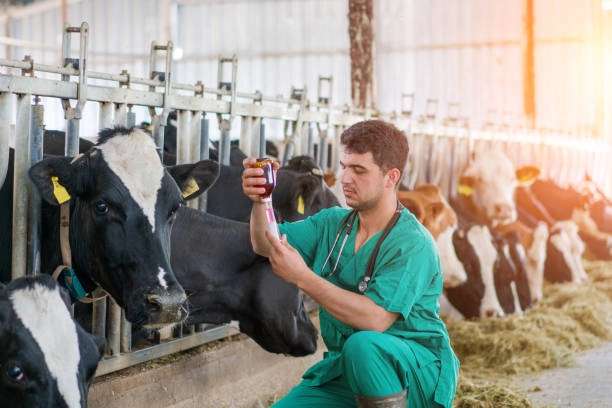 Ziua națională a medicului veterinar: crește numărul tinerilor care aleg să facă o carieră în domeniu