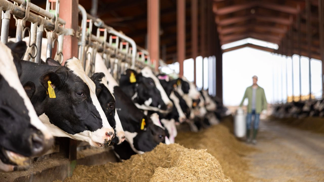 Programul AGGRI sprijină fermierii din sectorul zootehnic cu peste 22 milioane de dolari pentru investiții