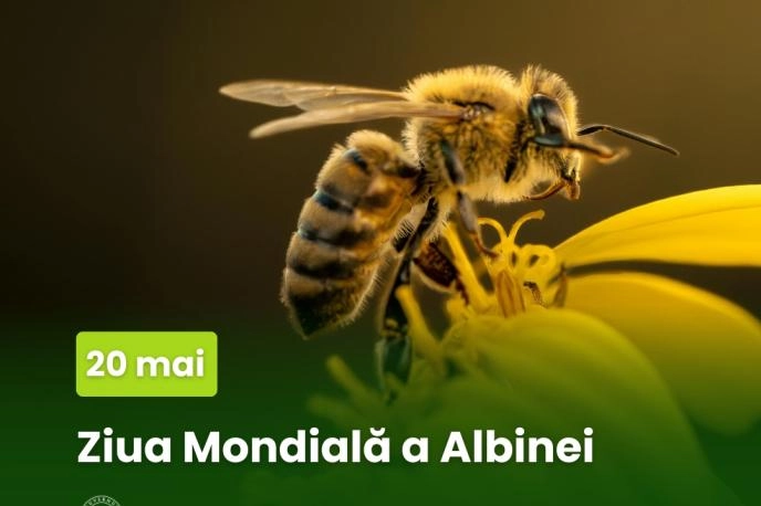 Peste 4500 de tone de miere au fost exportate în 2025: principala piață de desfacere este UE