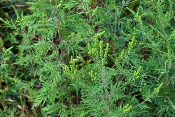 Peste 20% din populația expusă polenului de ambrozie suferă de alergii severe