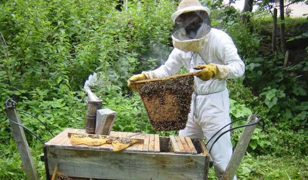 Apicultorii din Republica Moldova pot obține finanțare de până la 150 de mii de euro pentru modernizarea stupinelor și procesarea mierii